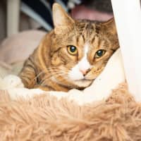 Photo of Buddy