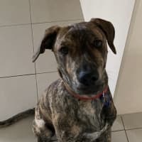 Photo of Buzz   9 Month Old Mixed Breed