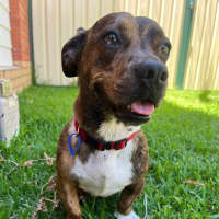 Photo of Tucker   2 Year Old Dachshund X Staffy
