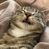Photo of Maple