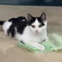 Photo of Smudge