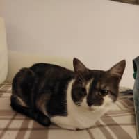 Photo of Lamington