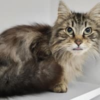 Photo of Gizmo