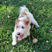 Photo of Dex   14 Month Old Jack Russell (Trial)