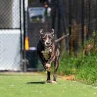 Photo of Riot Imp 1910