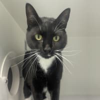 Photo of Biscuit