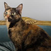 Photo of Mimsie