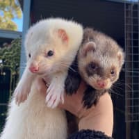 Photo of Sid & Digby