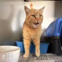 Photo of Ally Cat 