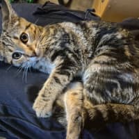 Photo of Autumn   Located In Templestowe