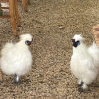 Photo of 5 Silkie Roosters 