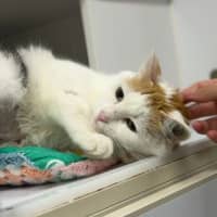Photo of Juniper