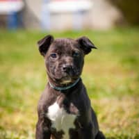 Photo of Archie