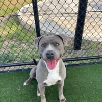 Photo of Zena Imp 1167