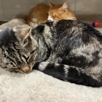 Photo of Simba And Samson 