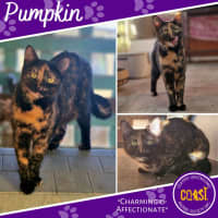 Photo of Pumpkin