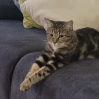 Photo of Lily
