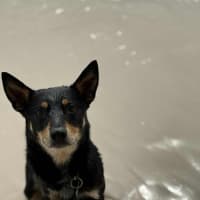 Photo of Leo   3 Year Old Kelpie X Cattle Dog