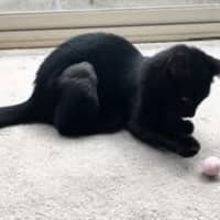 Photo of Piper   Reduced Adoption Fee