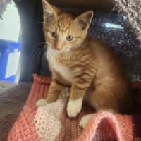 Photo of Cathy Freeman