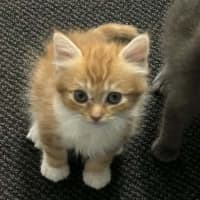 Photo of Othello