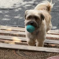 Photo of Bella & Ollie   6 Year Old Maltese X