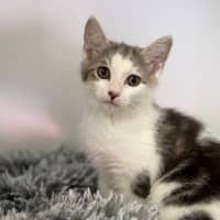Photo of Cocoa 