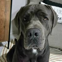 Photo of Clifford