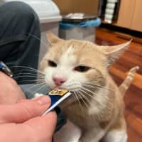 Photo of Trevor   In Foster In Flemington