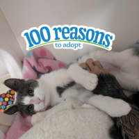 Photo of Cookie