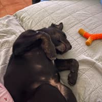 Photo of Nugget