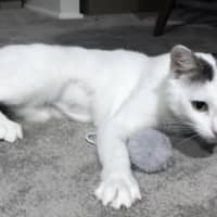 Photo of Snowball