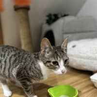 Photo of Sophie   4 Month Old Domestic Short Hair