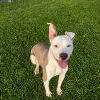 Photo of Chino