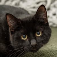Photo of Freddy Mc Claw