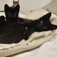 Photo of Tamworth Meet Me@Petstock Keysborough Store 