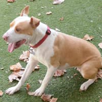 Photo of Darla