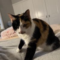 Photo of Cleo 
