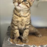 Photo of Honey 