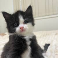 Photo of Rinklestein