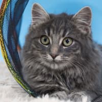 Photo of Mr Darcy