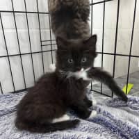 Photo of Philly Cheese Deluxe 🍔 