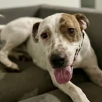 Photo of Daisy   2 Year Old Bull Arab X