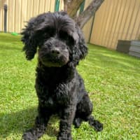 Photo of Chase   10 Month Old Cavoodle