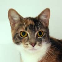 Photo of Alice Suk014070