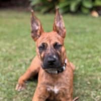 Photo of D1134 Jazzy