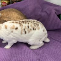 Photo of Cinnabun & Fawn