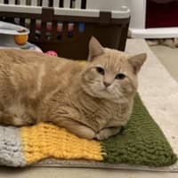 Photo of Gingy