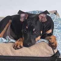 Photo of Jack   5 Month Old Kelpie X Staffy