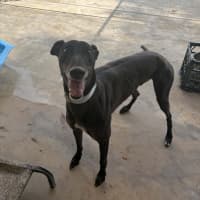 Photo of Mushu The Greyhound